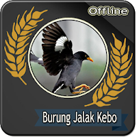 Suara Burung Jalak Kebo Gacor Mp3 Offline