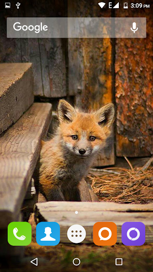 Cute Fox Wallpapers HD Screenshot 1