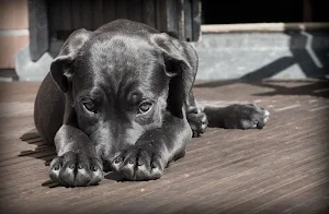 Puppy wallpapers Screenshot 2