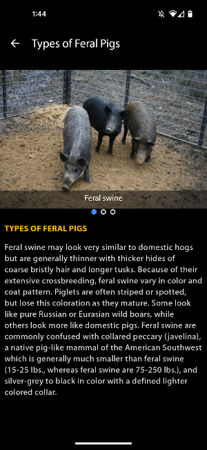 Squeal on Pigs Screenshot 3