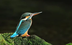 Kingfisher Bird Wallpapers Screenshot 3