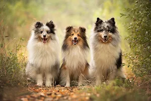 Sheltie dog Wallpapers Screenshot 1