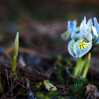 Iris Reticulata Wallpaper