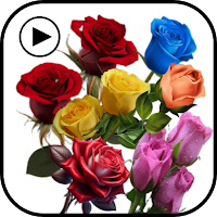 stickers flowers animated
