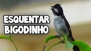 Canto de Bigodinho Screenshot 1