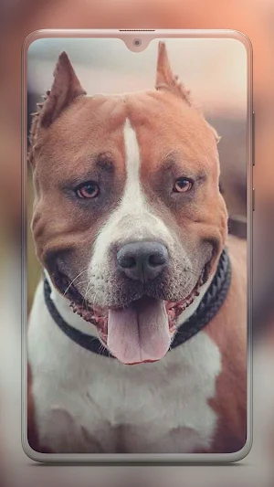 Pitbull Dog Wallpaper HD Screenshot 2