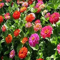 أزهار وورود