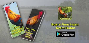 Suara Pancingan Ayam Hutan Screenshot 0