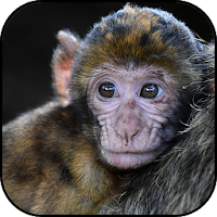 Monkey wallpapers