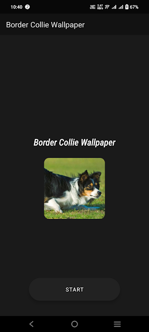 Border Collie Wallpaper Screenshot 1