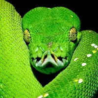 Bamboo Pit Viper Wallpapers