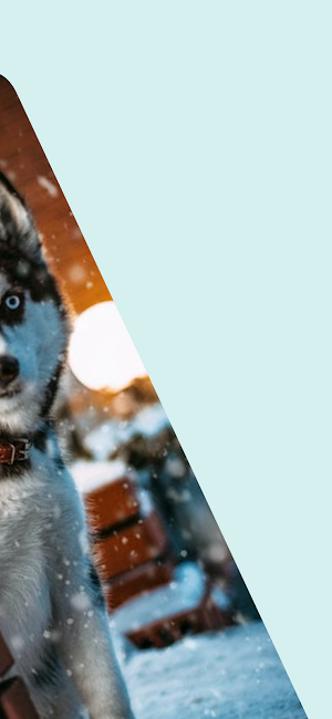 Husky Dogs Wallpapers 4K Screenshot 1