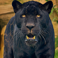Black Panther Wallpapers