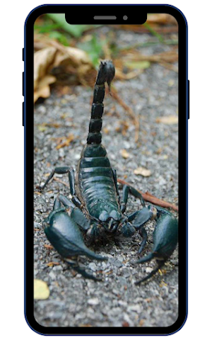 Scorpion Wallpapers Screenshot 0