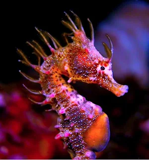 Seahorse Wallpapers Screenshot 1