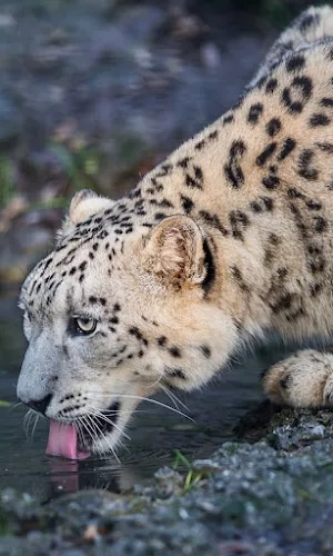 Snow Leopard Wallpapers Screenshot 0
