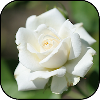 White roses wallpapers