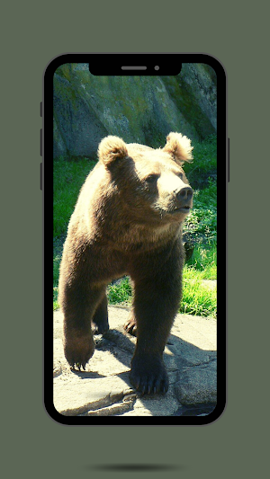 Buffalo Ringtone Screenshot 0