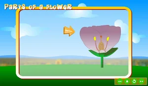 Reproduction in Plants Screenshot 3