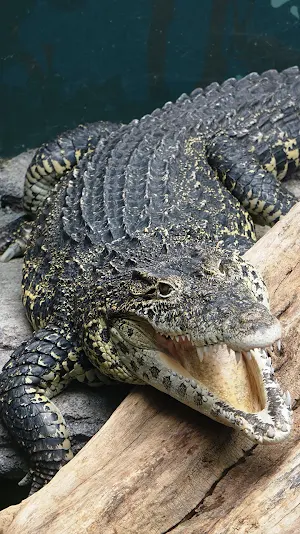 alligator wallpaper Screenshot 0