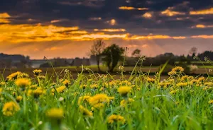 Grass wallpapers Screenshot 2