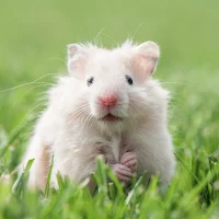 Hamster Wallpaper