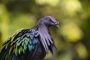Nicobar Pigeon Wallpaper HD Screenshot 1