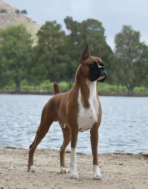 Boxer Dogs Wallpapers Screenshot 0