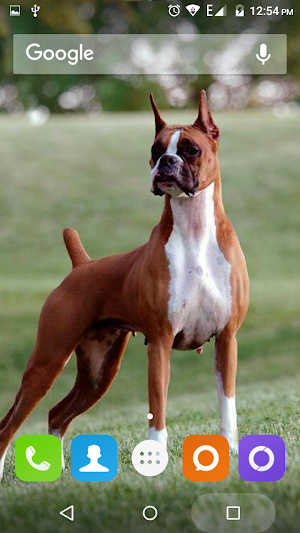 Boxer Dog Wallpapers Hd Screenshot 3