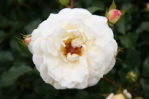 Rose Wallpaper HD Screenshot 1