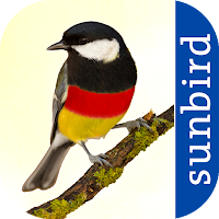 All Birds Germany  - Photo Gui