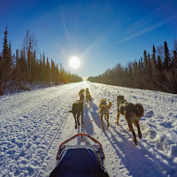Dog Sledding Wallpaper