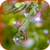 Rain HD Video Wallpaper