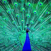 Peacock Wallpapers