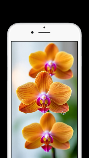 Orchid Flower Wallpapers Screenshot 2