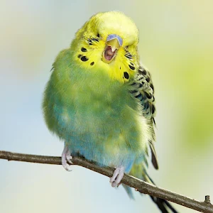 budgie Bird Wallpapers Screenshot 0