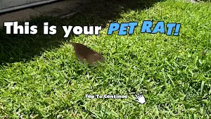 Rat Zone Screenshot 0