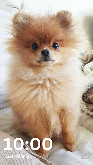 Pomeranian Wallpaper HD & 4K Screenshot 3