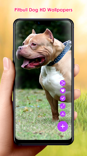 Pitbull Dog HD Wallpapers Screenshot 0