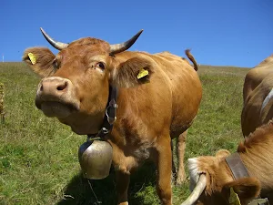 Cowbell sound app screenshot 1