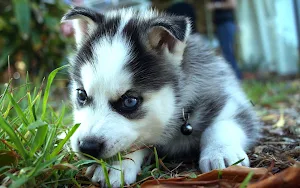 Siberian Husky Dog Wallpapers Screenshot 2