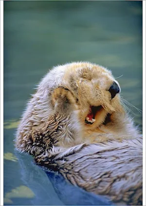 Sea Otter Wallpapers Screenshot 0