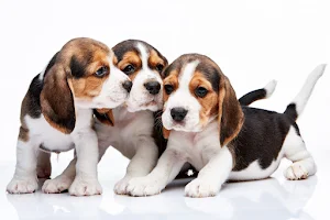 Beagle Dog Wallpaper HD Screenshot 3