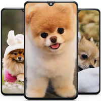 Pomeranian Dog Wallpaper HD