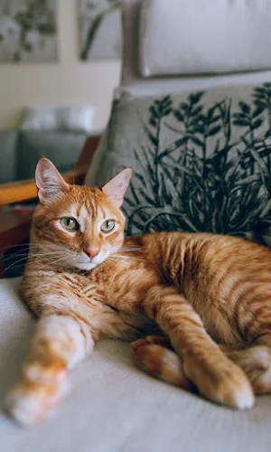 Cat Wallpapers Screenshot 3
