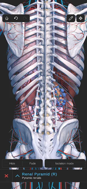 Visual Anatomy 3D - Human body screenshot 4