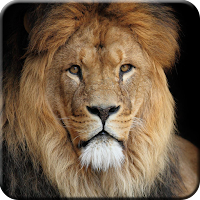 Lion Wallpapers