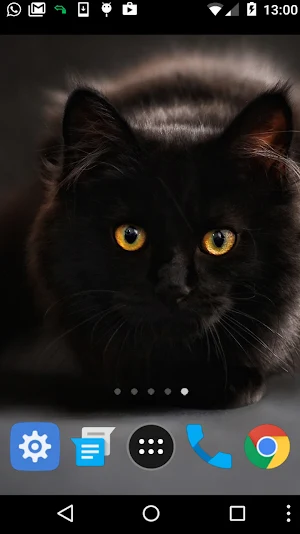 black cat wallpaper Screenshot 1
