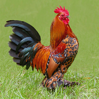 Rooster Sounds