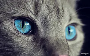 Katzen Bilder Screenshot 2